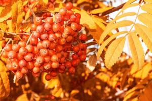 Rowan berries, Sorbus aucuparia, tree mountain ash. photo