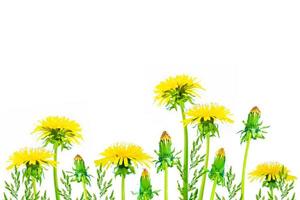 Fluffy dandelion. Spring flowers isolated on a white background. photo