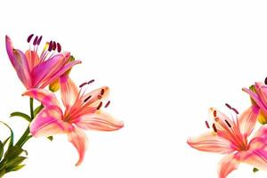 Bright lily flowers isolated on white background. photo