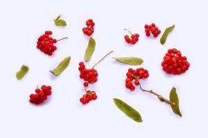 Bunches of red rowan berries photo