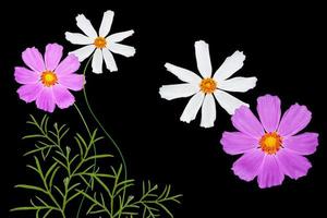 Bright colorful cosmos flowers photo