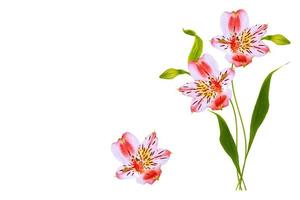 flores de alstroemeria brillantes aisladas sobre fondo blanco. foto