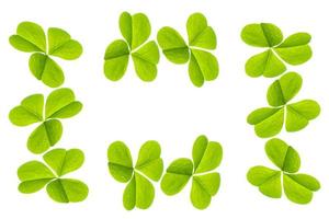 green clover leaves isolated on white background. St.Patrick 's Day photo