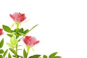 Five red roses on a white background. floral background photo