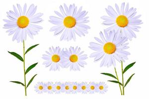 daisies summer white flower isolated on white background photo