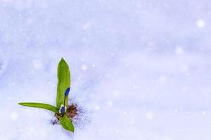 flor de campanillas que crece en la nieve a principios del bosque de primavera foto