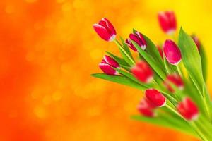 Bright colorful spring flowers photo