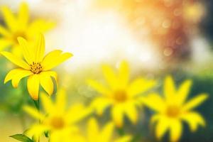 Colorful dahlia flowers on a background of the autumn landscape photo