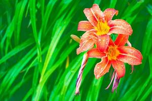 Bright colorful lily flowers. Floral background. photo