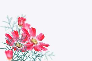 Bright colorful cosmos flowers photo