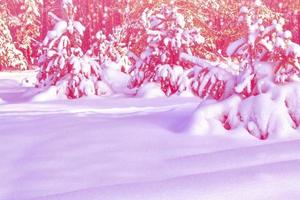 Frozen winter forest with snow covered trees. photo