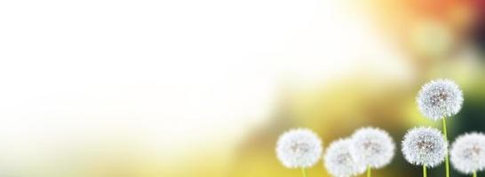 Fluffy dandelion flower against the background of the summer landscape. photo