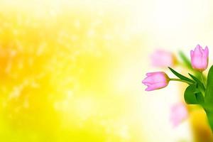 Bright colorful spring flowers photo