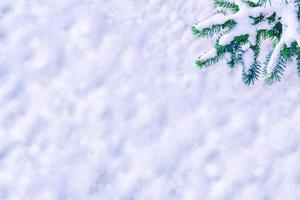 Coniferous spruce branch. Frozen winter forest with snow covered trees. photo