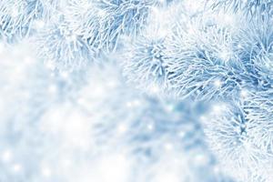 Frozen winter forest with snow covered trees. photo