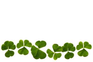 green clover leaves isolated on white background. St.Patrick 's Day photo