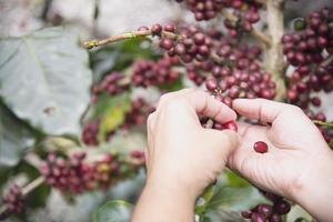 Hand harvesting fresh ripe red coffee bean in Chiangmai Thailand photo