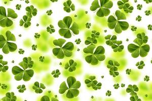 green clover leaves isolated on white background. St.Patrick 's Day photo