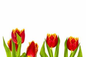 spring colorful flowers tulips photo