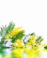 Bush of yellow spring flowers mimosa isolated on white background. photo