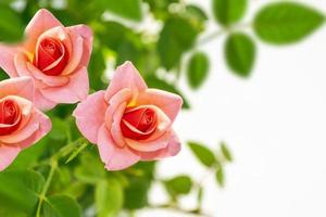 Bright colorful flower rose. floral background photo