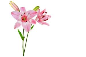 Bright lily flowers isolated on white background. photo