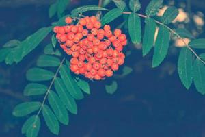 Rowan berries, Sorbus aucuparia, tree mountain ash. photo