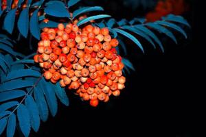 Bunches of red rowan berries. nature photo