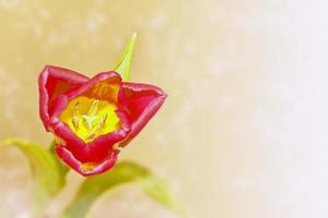 Bright and colorful flowers tulips photo