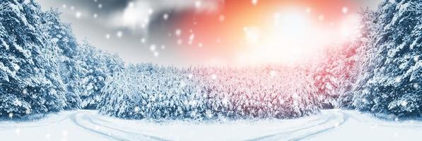 bosque de invierno congelado con árboles cubiertos de nieve. foto