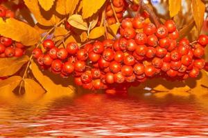 Rowan berries, Sorbus aucuparia, tree mountain ash. photo