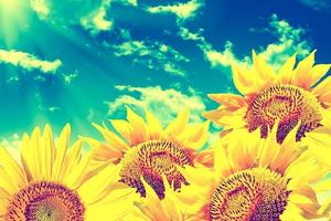 Beautiful sunflower field in summer. yellow flowers photo