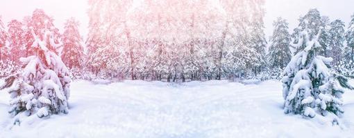 Frozen winter forest with snow covered trees. photo