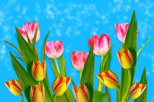 spring colorful flowers tulips. floral collection. photo