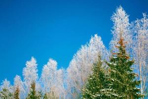 bosque de invierno congelado con árboles cubiertos de nieve. foto