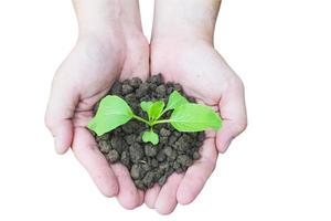 Top view of hands holding a small green plant growing in brown healthy soil. Photo is isolated over white and includes CLIPPING PATH.