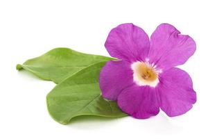 Fresh Mansoa alliacea or Garlic vine flower and leaves isolated over white photo