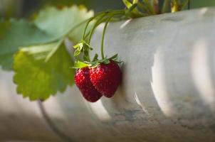 Fresh colorful red ripe strawberry with green leaves growing in bamboo tray - fresh clean fruit background concept photo