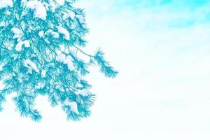 Frozen winter forest with snow covered trees. photo