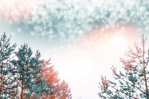 Frozen winter forest with snow covered trees. photo