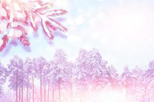 Frozen winter forest with snow covered trees. photo