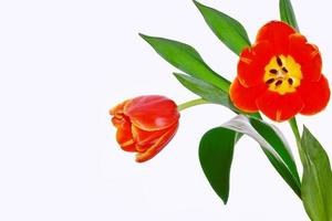 spring colorful flowers tulips photo