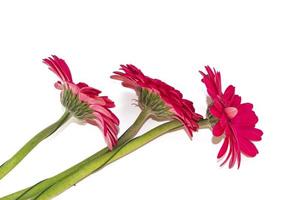 Colorful autumn flowers of gerbera photo