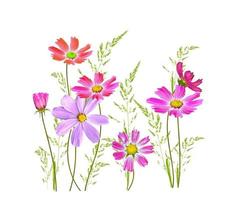 Bright colorful cosmos flowers photo