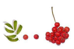 Bunches of red rowan berries photo