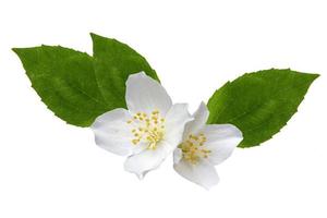 branch of jasmine flowers isolated on white background. photo