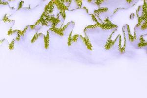 Frozen winter forest with snow covered trees. photo