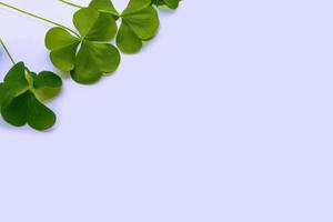 green clover leaves. Spring natural background. photo