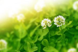 Blooming clover bushes with sunlight in the background on sunny day photo