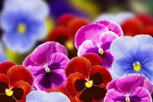 Closeup of colorful pansy flower photo